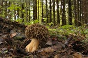 Pro Tag maximal 500 Gramm pro Person dürfen von den Morcheln gesammelt werden. (Bild: Leserbild)