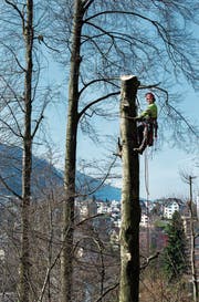 Forstwart Res Niederberger fällt einen Baum beim Hirschpark. Bild: Eveline Beerkircher (Luzern, 14. März 2017)