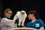 Eine Richterin bewertet die Katze Raina Medicat. (Bild: Roger Grütter (Rothenburg, 17. Dezember 2017))