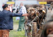 Zaghafte Annäherung oder Prüfung, ob sich ein Kauf lohnt? (Bild: Stefan Kaiser)