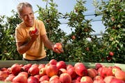 Die frisch gepflückten Gala-Äpfel vom eigenen Baum schmecken offensichtlich wunderbar: Hans Fischer vom Hof Rohrmatt in Gelfingen LU. (Bild Eveline Beerkircher)