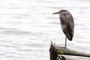 Am besten hält man die Wetterkapriolen aus wie dieser Fischreiher: mit stoischem Blick dem Regen trotzend. (Bild: Leserbild: Xaver Husnann)