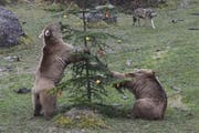 Takis und Arko beim Plündern des Weihnachtsbaumes im Tierpark Goldau. (Bild: Tierpark Goldau)