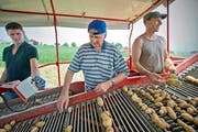 Eine schweisstreibende Angelegenheit: Reporter Ernesto Piazza (Mitte) hilft Landwirt Konrad Stocker (links) auf dem Hof von Markus Odermatt (rechts) in Ballwil bei der Kartoffelernte. (Bild Pius Amrein)