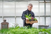 Patrick Biedermann (33) stellt Pro-Specie-Rara-Produkte für die Kundschaft in seiner Gärtnerei in Ruswil zusammen. (Bild Pius Amrein)
