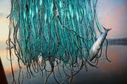 Damit die Netze nicht leer werden, wollen die Berufsfischer den Phosphorgehalt im Vierwaldstättersee erhöhen. (Archivbild Manuela Jans)