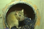 Eine junge Luzerner Ratte - hier allerdings ein Exemplar in einer Ausstellung im Naturmuseum. (Bild: Archiv Neue NZ)