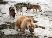 Im Goldauer Tierpark sucht Bärin Evi Futter. Hinter ihr lauern die Wölfe, welche ihr die Häppchen abjagen wollen. (Bild Erhard Gick/Neue SZ)