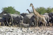 Elefanten, Zebras und Giraffen werden unter den ersten überführten Tieren sein. (Bild: Jeff Overs/Getty)