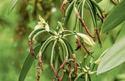Die Vanillepflanze ist eine Kletterorchidee aus dem Tropenwald.