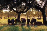 In ihren letzten Monaten ernähren sich diese speziellen spanischen Schweine in der Extremadura ausschliesslich von Eicheln. (Bild: PD)