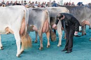 Die Euter der Wettbewerbsteilnehmer werden begutachtet. (Bild: Roger Zbinden (Zug, 8. April 2017))