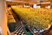 Diese Hanfindooranlage mit über 6000 Pflanzen wurde im Oktober in Reichenburg aufgedeckt. (Bild: Kantonspolizei Schwyz)