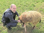 Der flüchtige Schafbock konnte dank Lockmitteleinsatz festgesetzt werden. (Bild: Zuger Polizei (3. März 2017))