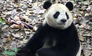 Einer der zwei neuen Pandas im Zoo Kopenhagen. (Bild: Zoo Kopenhagen)