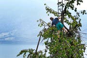 Vor allem bei Hochstämmern ist die Schädlingsbekämpfung schwierig. (Bild: Stefan Kaiser / ZZ)