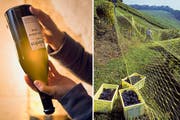 Die Neuenburger Spezialität «Non Filtré» wird vor dem Genuss leicht geschüttelt (links). Ernte von Pinot-noir-Trauben in Bevaix (NE). (Bilder: Hans-Peter Siffert/weinfoto.ch)