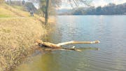 Frassspuren am Rotsee. (Bild: Beatrice Vogel (Ebikon, 10. März 2017))