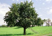 Bleiben in diesem Jahr von Pflanzenschutzmitteln verschont: Luzerner Obstbäume. (Bild: Arichiv / Neue LZ)