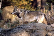 Ein Wolf in den Schweizer Alpen. (Bild: Romano Cuonz / Neue NZ / Archiv)