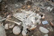 Bei der Grabung wurden die menschlichen Knochen frei gelegt und geborgen. (Bild: PD)