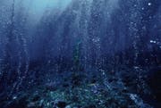 DNA-Analysen von Wasserproben verraten, welche Tiere sich in der Tiefe der Meere tummeln. (Bild: Christy Gavitt/Getty)