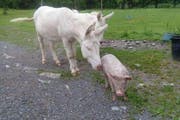 Eine nicht ganz alltägliche Freundschaft ist im Natur- und Tierpark Goldau zwischen Ferkeln und Eseln entstanden. (Bild: pd)