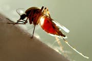 Eine Mücke beim Blutsaugen. Da hilft nur noch Mückenspray. (Bild: Keystone)