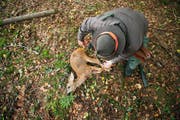 Ein Jäger aus dem Kanton Luzern mit einem erlegten Reh. Bild: Dominik Wunderli (Römerswil, 9. Oktober 2015)