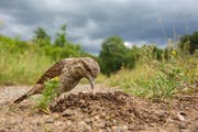 Gesamtsieger des Fotowettbewerbs: Mit seiner klebrigen Zunge ist der Wendehals perfekt an den Fang von Ameisen angepasst, die er hier aus ihrem Nest holt. (Bild: Oliver Richter)