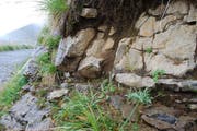 250 Edelweisse sind auf dem Rothorn neu gesetzt worden. (Bild: PD)