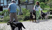 Müssen Hunde künftig an die Leine? Diese Frage wird Thema der heutigen Sitzung sein. (Bild: Werner Schelbert (18. Mai 2016))