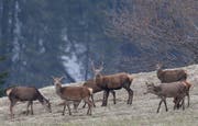 Mit der Schaffung von Wildruhezonen soll der Lebensraum von Wildtieren geschützt werden. (Bild: Keystone)