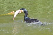 Ein Kormoran fängt einen Fisch, hier im Tierpark Goldau. (Bild: Leser Heinrich Bosshard)