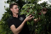 Bei Konrad Stocker und seiner Familie ist die Kirschenernte in vollem Gang. Der Eschenbacher Obstbauer erwartet einen Ertrag von rund 10 Tonnen. (Bild Pius Amrein)