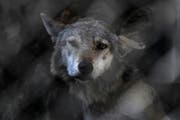Der Wolf ist ein Raubtier. Reisst er in der Schweiz zu viele Schafe, kann er zum Abschuss freigegeben werden. (Symbolbild AP / Tinatin Kiguradze)
