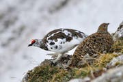 Das Gefieder des Alpenschneehuhns (links das Männchen, rechts das Weibchen) sorgt stets für eine perfekte Tarnung. (Bild: PD/Corentin Morvan)