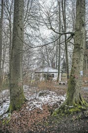 Auch diese beiden Buchen im Wesemlinwald müssen weg. (Bild: Boris Bürgisser (Luzern, 20. März 2018))