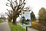 Die Grudligstrasse in Emmen: Die geplante Überbauung kommt den geschützten Bäumen bedrohlich nahe. (Bild: Manuela Jans)