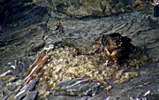 Einer der jungen Bartgeier beim Nest. (Bild: Screenshot Webcam)