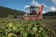 Landwirt Franz Gassmann erntet ein Zuckerrübenfeld. Bild: Nadia Schärli (Dagmersellen, 15. Oktober 2016)
