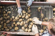 Eine heisse Kartoffel hat der Bundesrat angepackt: den Grenzschutz für Agrarprodukte. (Bild: Gaetan Bally/Keystone)