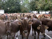 Rund 150 Tiere wurden jeweils auf dem Schlachtviehmarkt in Sursee gehandelt. (Bild: PD)