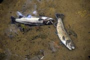 Tote Fische in einem Bach. (Archivbild Neue LZ)