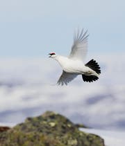 Der Klimawandel verkleinert den Lebensraum des Alpenschneehuhns. Bei ihm ist bereits eine starke Bestandsabnahme sichtbar. (Bild: Vogelwarte sempach/Markus Varesvuo)