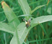 Summen für die Forschung: eine Biene mit einem Transponder. Mit einem Radargerät können Bienen so im Flug in einem Radius von etwas über einem Kilometer verfolgt werden. (Bild: Randolf Menzel)