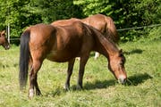 Ein Pferd auf der Weide. (Bild: Maria Schmid)