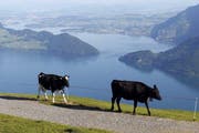 In den Kantonen Nid- und Obwalden sind möglicherweise Tiere geschändet worden (Symbolbild). (Bild: Keystone)