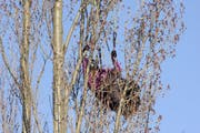 Die Gleitschirmlerin blieb unverletzt. (Bild: Andreas Seeholzer / Bote der Urschweiz)