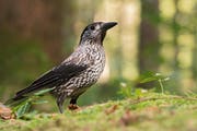 Erster Platz in der Kategorie «Jugend»: Der Tannenhäher ist neugierig, aber auch schlau. So eine schöne Aufnahme dieses braunweiss gesprenkelten Vogels gelingt selten. (Bild: David Bertuleit)